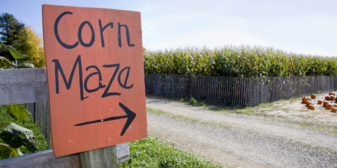 The Corn Maze