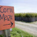The Corn Maze