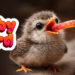 Baby Bird